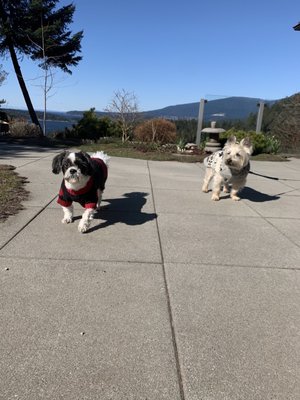 woof woof mobile dog grooming