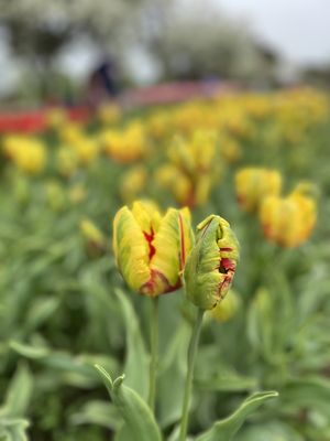 Veldheer Tulip Gardens by null