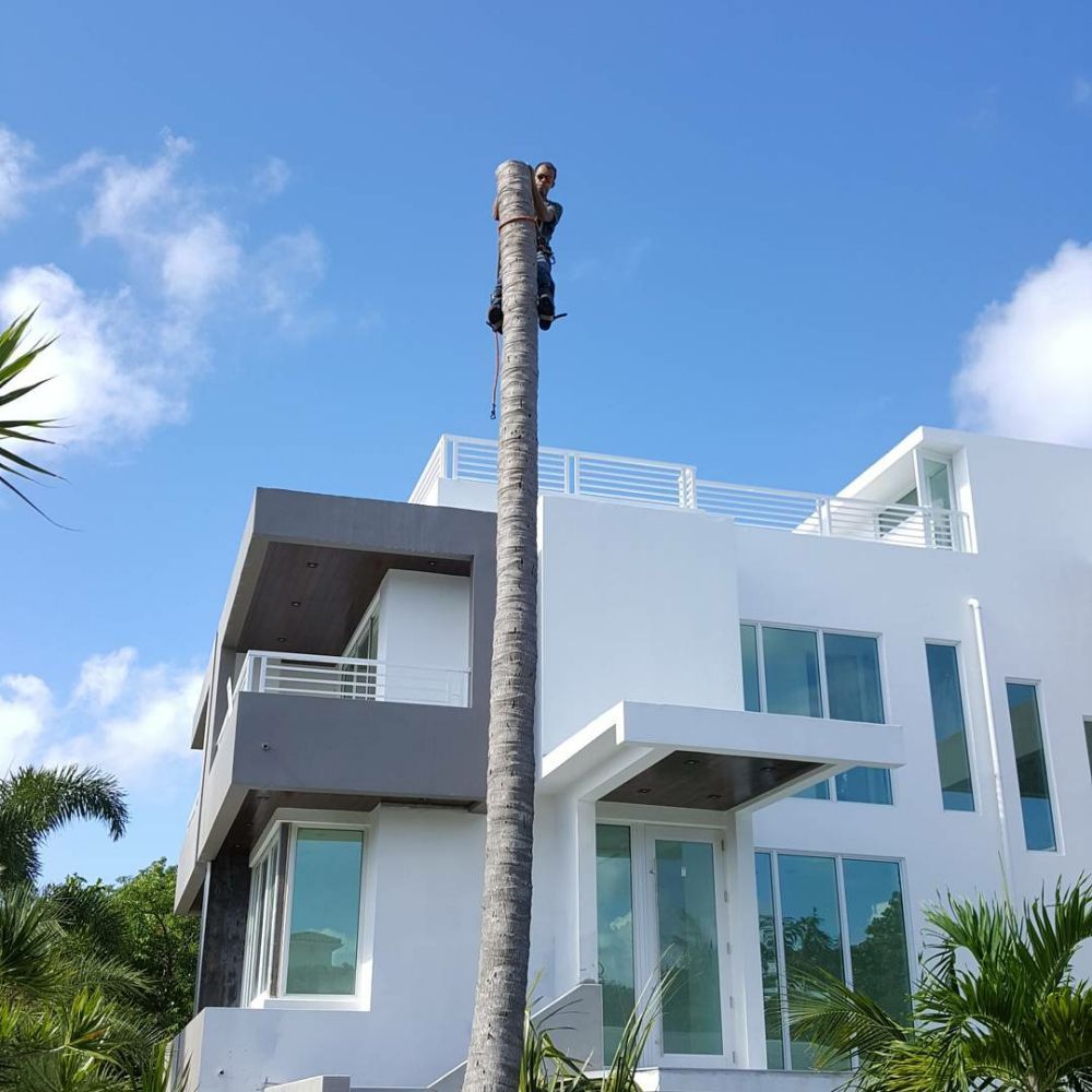 Spiderman Tree Service - tree service in Miami, FL