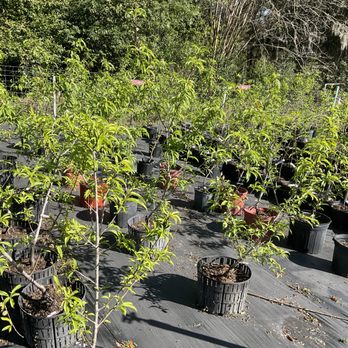 Twin Cedars Nursery - Nurseries & Gardening Near Me - Brooksville, Florida Twin Cedars Nursery - Nurseries & Gardening Near Me - Brooksville, Florida