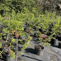Twin Cedars Nursery