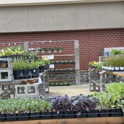 Farm & Home Supply - Spring plants are arriving
