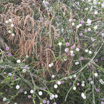 Doyle Community Dog Park - Lavender bottle brush - Dog Parks Near Me - San Diego, California Doyle Community Dog Park - Lavender bottle brush - Dog Parks Near Me - San Diego, California