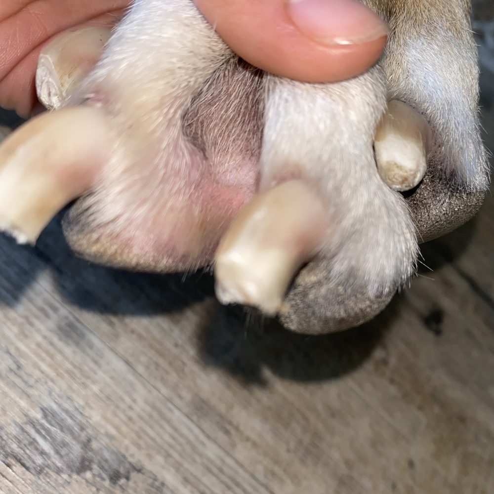 PetSmart - Right down to the whites. AWFUL. he's uncomfortable. - Pet Groomers Near Me - Coral Springs, Florida PetSmart - Right down to the whites. AWFUL. he's uncomfortable. - Pet Groomers Near Me - Coral Springs, Florida