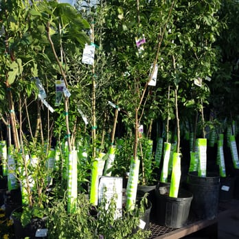 Lowe's Home Improvement - Asst fruit trees - Hardware Stores Near Me - Bee Cave, Texas Lowe's Home Improvement - Asst fruit trees - Hardware Stores Near Me - Bee Cave, Texas