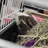 Paw Shoppe Pet Center gift card