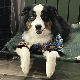 Appa now stays on place even if food is nearby, he is happier and such a well behaved pup! Appa now stays on place even if food is nearby, he is happier and such a well behaved pup!