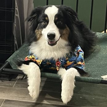 Vibrant K9 - Appa now stays on place even if food is nearby, he is happier and such a well behaved pup! - Pet Training Near Me Vibrant K9 - Appa now stays on place even if food is nearby, he is happier and such a well behaved pup! - Pet Training Near Me
