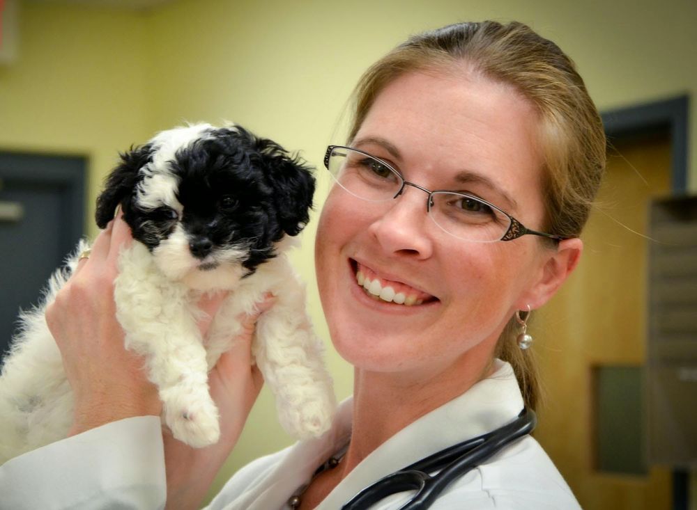 Indian Trail Animal Hospital - pet boarding facility in Indian Trail, NC