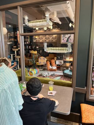 Catzen Coffee by null