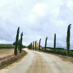 MonteRosola - Vineyard drive