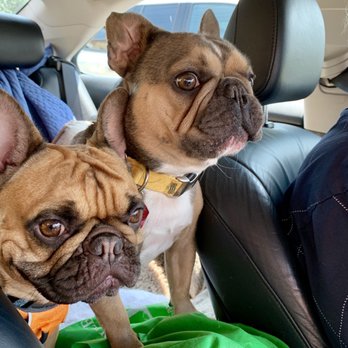 Bartlett Animal Hospital - Hugo & Harry - Veterinarians Near Me - Bartlett, Illinois Bartlett Animal Hospital - Hugo & Harry - Veterinarians Near Me - Bartlett, Illinois