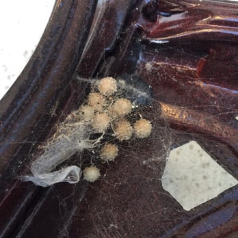 Green Flash - Brown widow egg sacks. Call Green Flash today! We remove these all as part of our service! - Pest Control Near Me - Vista, California Green Flash - Brown widow egg sacks. Call Green Flash today! We remove these all as part of our service! - Pest Control Near Me - Vista, California