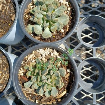 Plantspace Nursery - Titanopsis - Nurseries & Gardening Near Me - Ontario, California