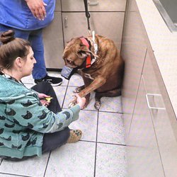 Palatine Animal Hospital - Buff getting his nails trimmed at Palatine Animal Hospital...these folks are great with him!