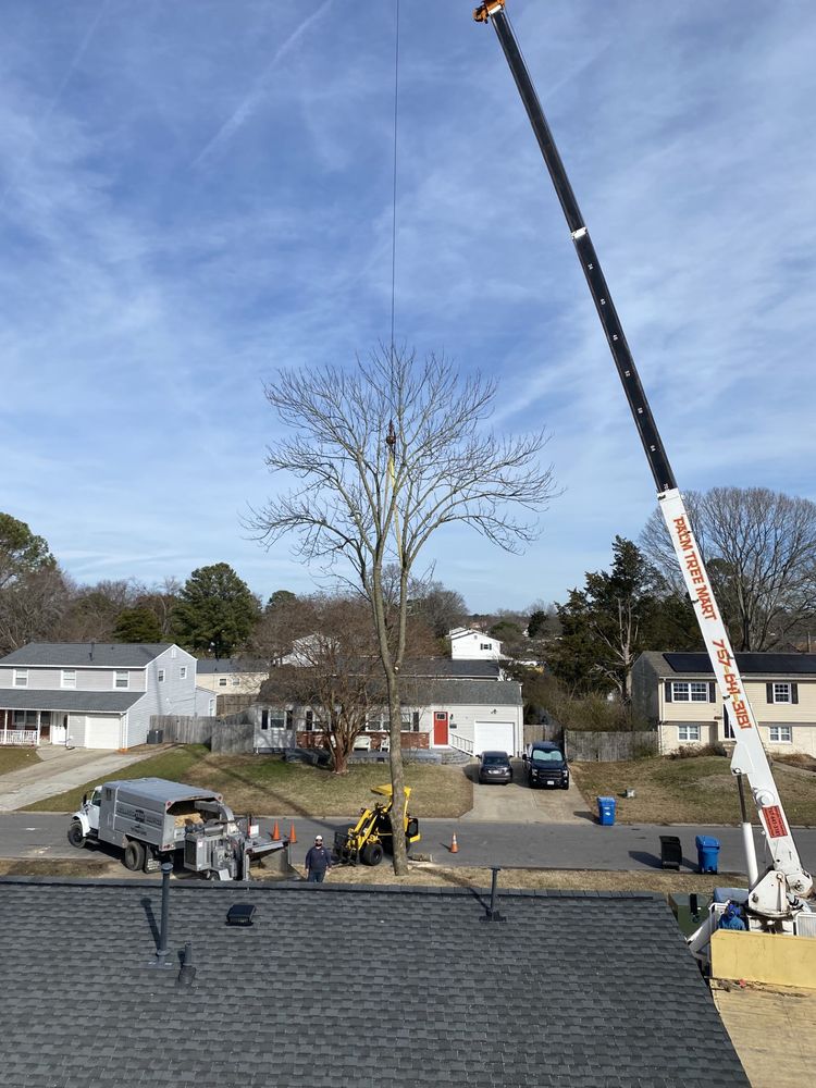 A Atlantic Tree Service - tree service in Chesapeake, VA