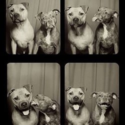 Susan Klinger - We love pitties!  Farmers has no Breed exclusions.  Is your puppy covered?