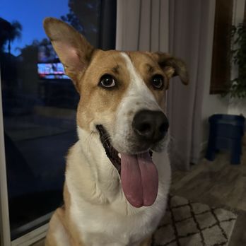 Boss Dawg K9 Training - Ernie the dog - Pet Training Near Me Boss Dawg K9 Training - Ernie the dog - Pet Training Near Me