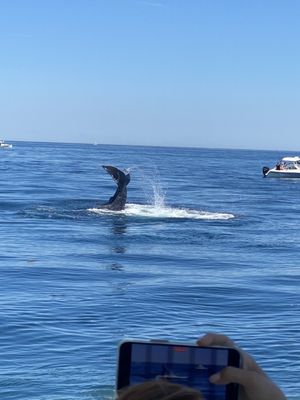 Hyannis Whale Watcher Cruises by null