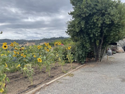 J. Rickards Winery by null