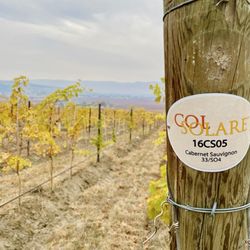 Col Solare - Vineyard