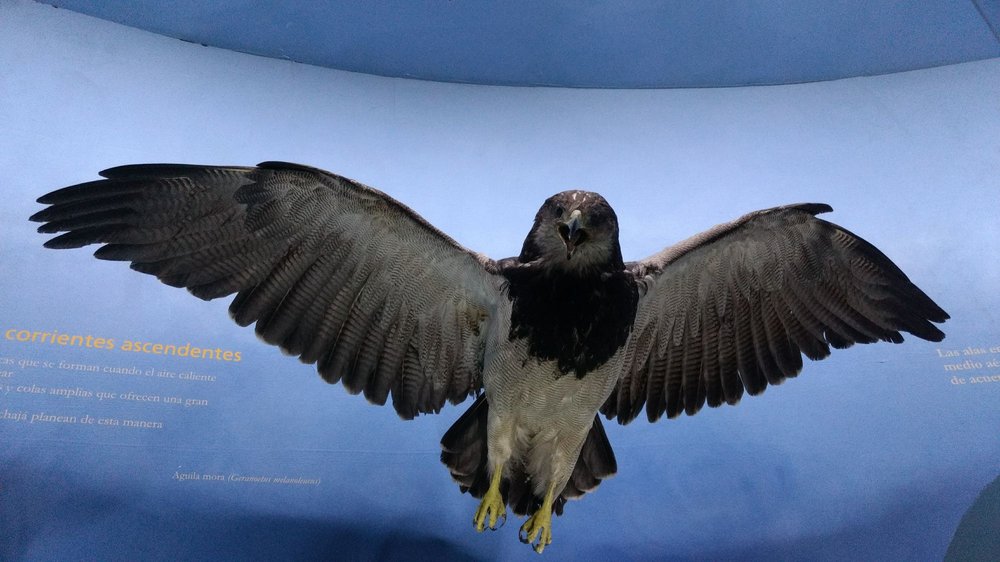 Museo Argentino de Ciencias Naturales Bernardino Rivadavia