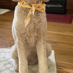 Companion Animal Medical Centre - Dr. Steffen and staff take excellent care of Princess Lia!