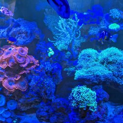 Champion Aquariums - my reef aquarium maintained by champion aquariums