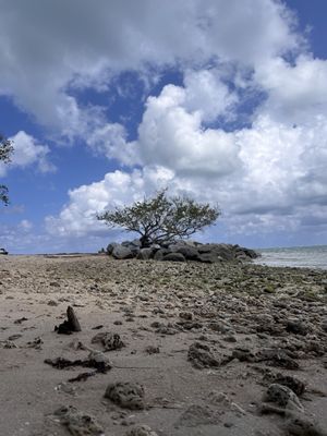Historic Virginia Key Beach Park by null