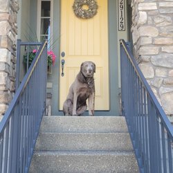 2 Bullies Bakery - @dear_abby_the_labby