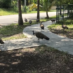 Town of Cutler Bay - Heard their loud call before a snapped 13 peacocks.