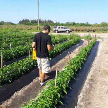 710 U-Pick - Pick Your Own Farms Near Me - Indiantown, Florida