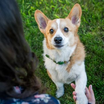 Tonya Perme Photography - Pet Photography Near Me - Sacramento, California