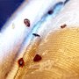 Photo of Callahan's Termite & Pest Control Inc