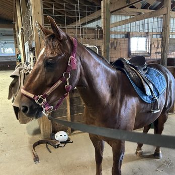 Spring Creek Equestrian Center - Quarter horse - Horseback Riding Near Me - Three Oaks, Michigan Spring Creek Equestrian Center - Quarter horse - Horseback Riding Near Me - Three Oaks, Michigan
