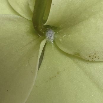 Orchids By Hausermann - Nurseries & Gardening Near Me - Villa Park, Illinois