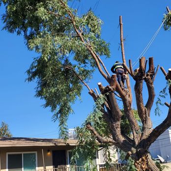 Hi-Quality Tree Service  - I was so anxious  for them but they did a magnificent Job guiding that massive branch down over the roof - Tree Services Near Me