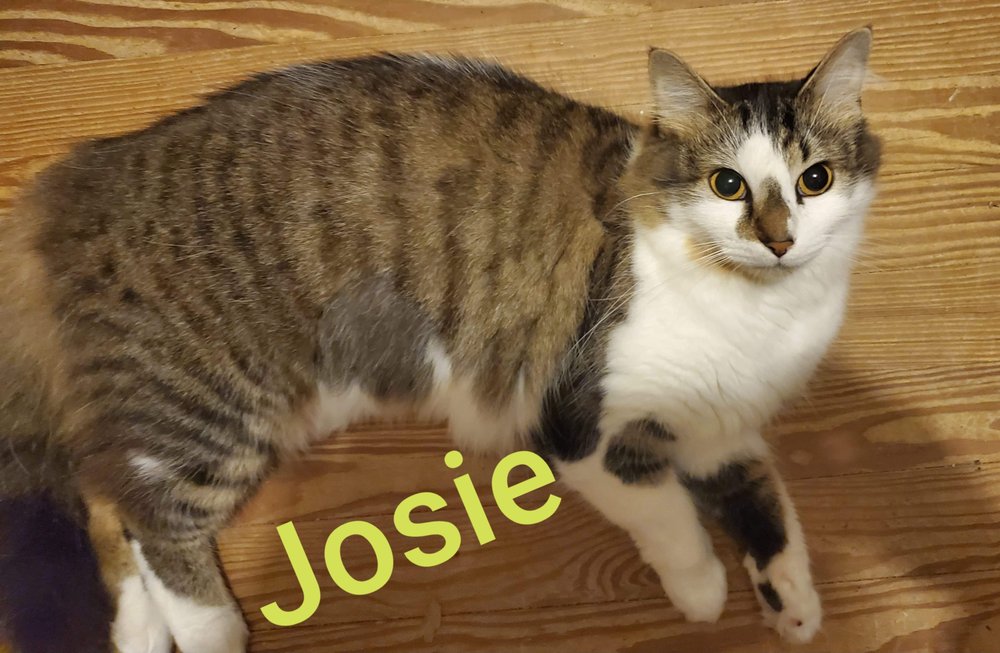 SAVE A MUTT KENNEL Updated October 2024 20 Photos & 23 Reviews 1015 Rockford Street, Mount