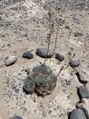 Tule Springs Fossil Beds National Monument by null