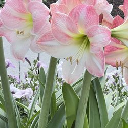 Tubby's - Beautiful flowers