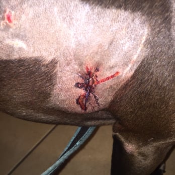 Biscayne Veterinary Center - Work performed by doctor Jimenez. The stitches came off the next day. - Veterinarians Near Me - Miami, Florida