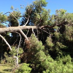 Corrective Tree Care