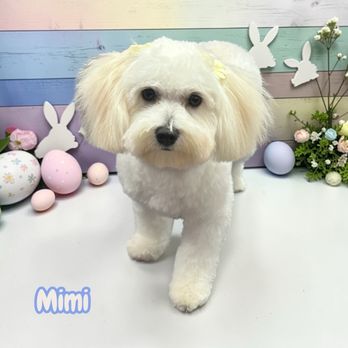 The Itchy Pooch Salon - Getting pretty for Easter - Pet Groomers Near Me - Honolulu, Hawaii The Itchy Pooch Salon - Getting pretty for Easter - Pet Groomers Near Me - Honolulu, Hawaii