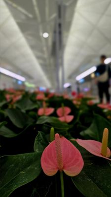 Hong Kong International Airport by null