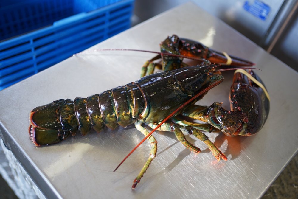 THE LOBSTER MAN 149 Photos & 72 Reviews Seafood Markets 1807 Mast