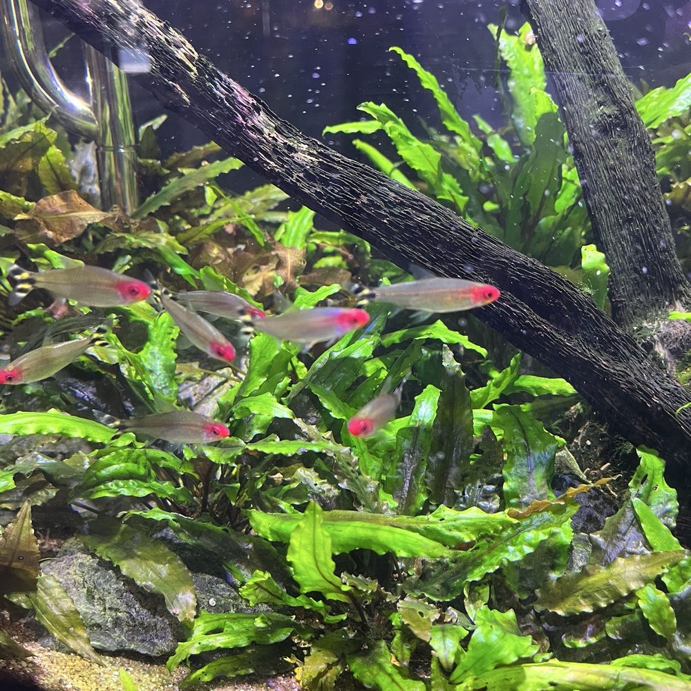 SR Aquaristik - rummynose tetras in one of their beautiful display tanks - Pet Stores Near Me - Elgin, Illinois SR Aquaristik - rummynose tetras in one of their beautiful display tanks - Pet Stores Near Me - Elgin, Illinois