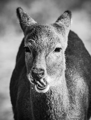 Assateague Island National Seashore by null