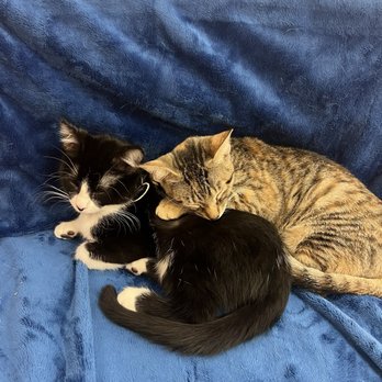Pawz Pet Cafe - Available cats - Pet Adoption Near Me - Carmel, Indiana