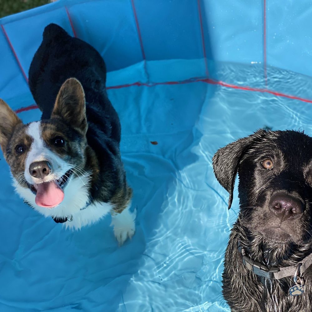 Wet Noses Dog Training - Pet Training Near Me Wet Noses Dog Training - Pet Training Near Me