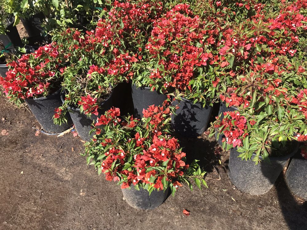 GREEN DESERT WHOLESALE TREE NURSERY Updated September 2024 12 Photos & 13 Reviews 79301